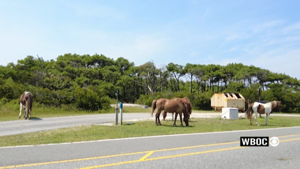 Wild pony struck and killed by vehicle on Assateague Island in Maryland